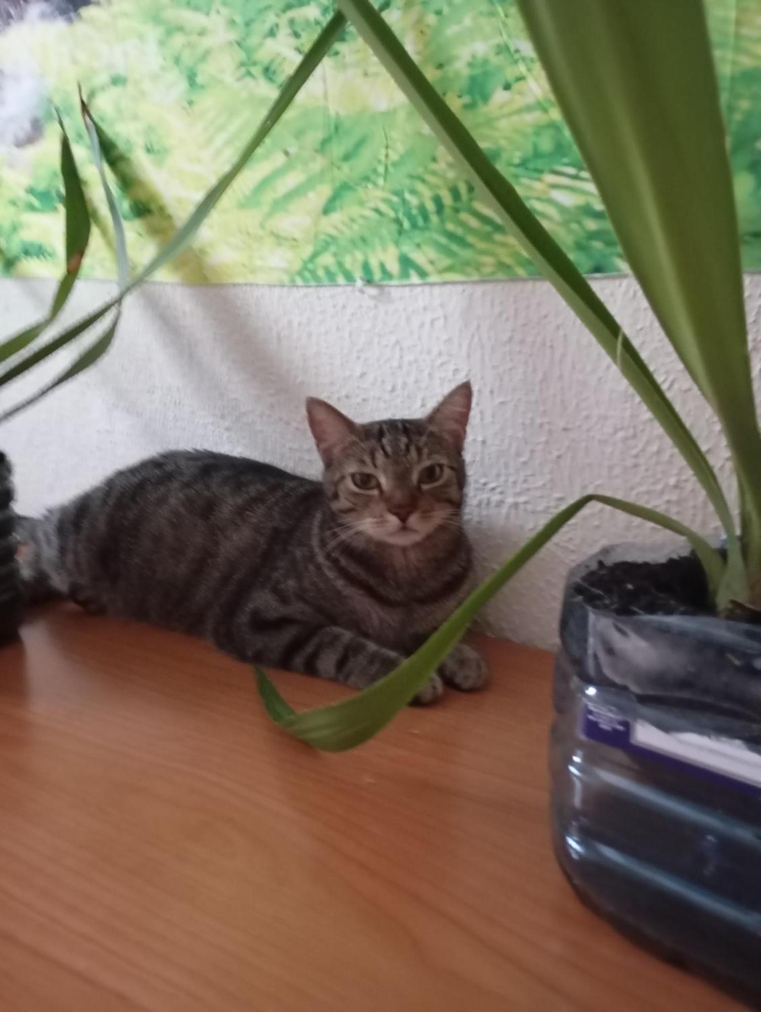 Grosses Modernes Zimmer "Silber" Fuer 2 Personen Und Katzenliebhaber Walencja Zewnętrze zdjęcie